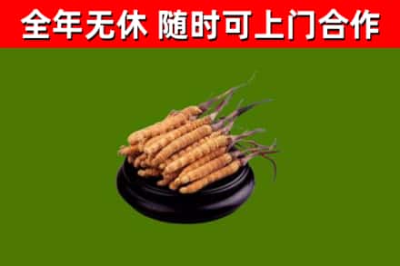 景谷回收散虫草
