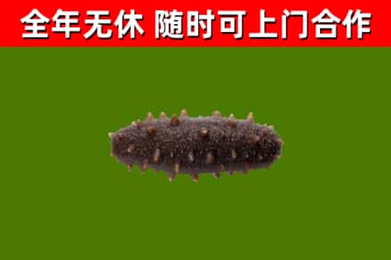 景谷回收海参干
